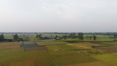 Golden Rice Fields at Sunset Aerial Stock Footage 334677550