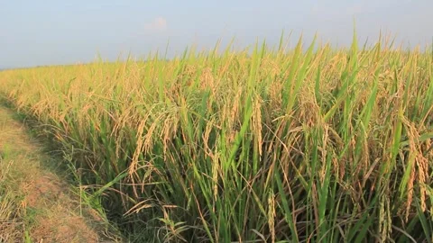 Golden rice fields swaying with wind blow and caught exposure to sunlight 库存影片 250259643