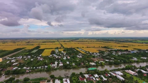 Golden rice fields under a dramatic storm sky in Mekong Delta Stock Footage 337700842