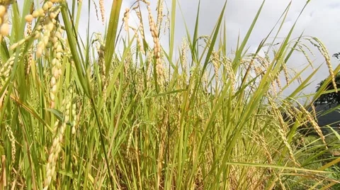Golden rice Stock-Footage 43976913