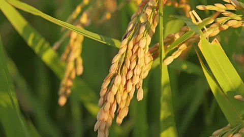 Golden rice heads at sunset Stock Footage 324610166