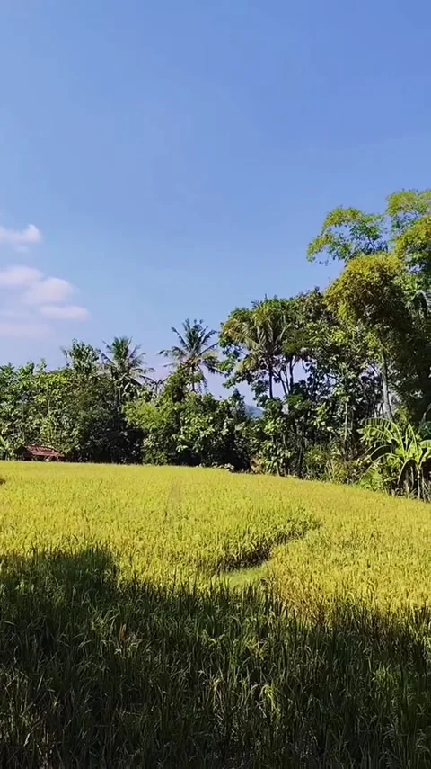 Golden Rice Paddy Field Video stock 341629045