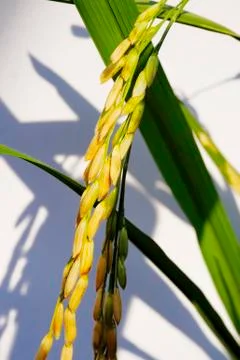 Golden rice Stock Photos