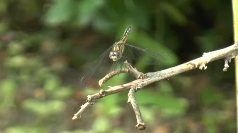 Golden-ringed Dragonfly 3 Video stock 27845030