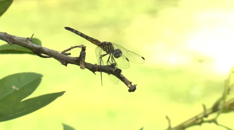 Golden-Ringed Dragonfly Video stock 27844211