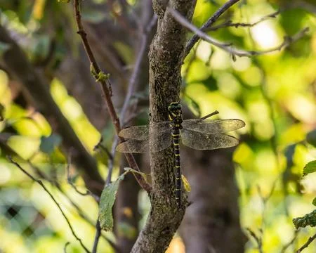 Golden-ringed dragonfly perched on tree branch in natural habitat Foto stock