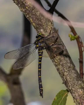 Golden-ringed dragonfly resting on a thin branch in a shaded woodland area Stock Photos