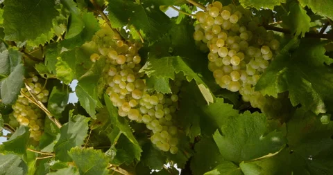 Golden Ripe Clusters of Grapes in Vineyard, clip 2 tilt up Stock Footage 138937553