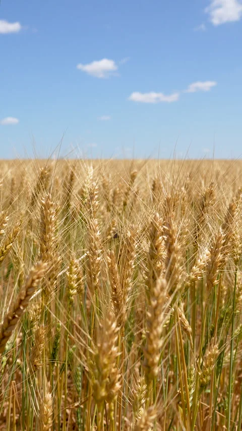 Golden ripe ear Stock Footage 311804863