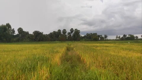 Golden Ripe Rice Field With Path And Sugar Palm Trees Under Dramatic Cloudy Stock Footage 346725289