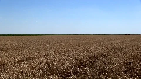 Golden ripe wheat Vidéo 45722546