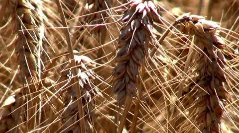 Golden ripe wheat Vidéo 45723050