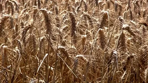 Golden ripe wheat Vidéo 45723084