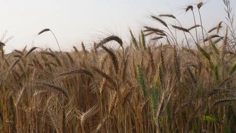 Golden Ripe Wheat Stock Footage 332606287