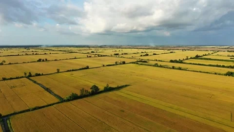 Golden ripening rice fields under a dramatic cloudy sky Stock Footage 337697712