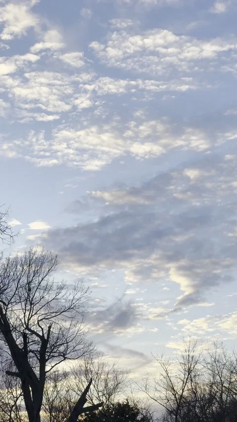 Golden Rippled Cloud Field Above Bare Winter Trees Видео 344717342