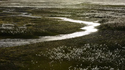 Golden river lying in a cotton grass field at the sunset, Iceland Stock Footage 33796419