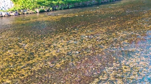 Golden River Streams Stock Footage 292331147