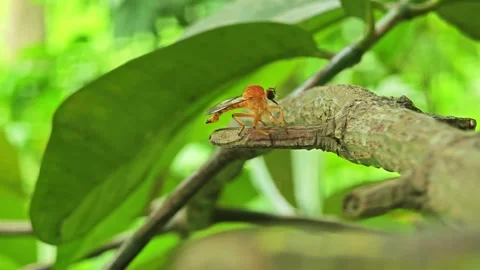 Golden robber fly on tree branch. Stock Footage 311519495