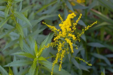 Golden rod Stock Photos