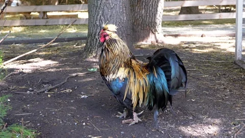 Golden Rooster in Farmyard Stock Footage 293178032