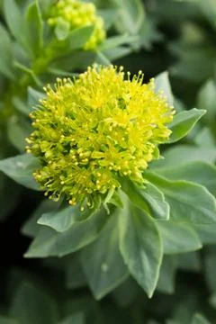 Golden root, he same roseroot, aaron's rod Stock Photos