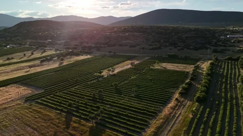 Golden Rose Valley Stock Footage 337730145