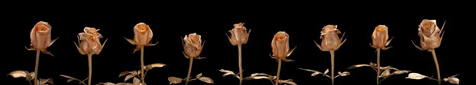 Golden roses on a black background, collage of several photos, panorama Stock Photos