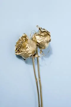 Golden roses Stock Photos