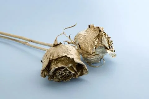 Golden roses Stock Photos