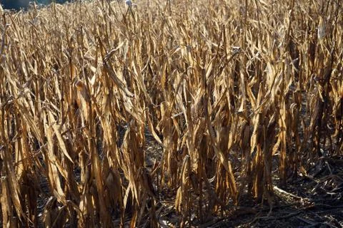 Golden rows of maze / corn Stock Photos