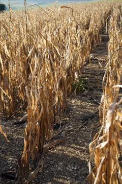 Golden rows of maze / corn Stock Photos