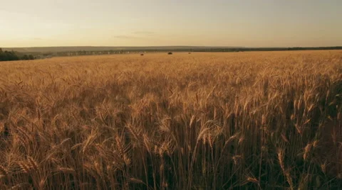 Golden rye ears field pan Stock Footage 49628532