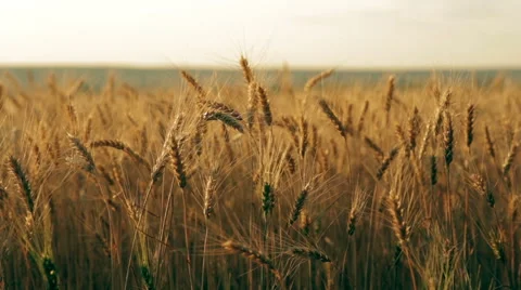 Golden rye field pan Stock Footage 48260336