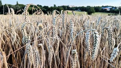 Golden Rye Field With Ripe Grain Ears Swaying in Warm Summer Countryside Stock Footage 334736404