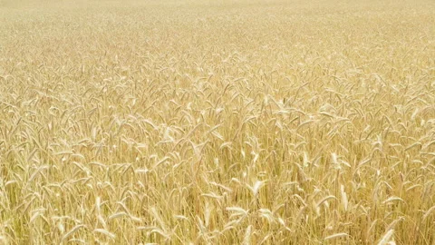 Golden rye field swaying in the wind on a sunny day with ripe wheat crops Stock Footage 339364482
