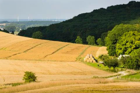 Golden rye fields in beautiful light on hills in northern Eifel landscape in  Stock Photos