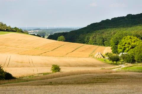 Golden rye fields in beautiful light on hills in northern Eifel landscape in  Stock Photos