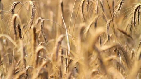 Golden Rye Stock Footage