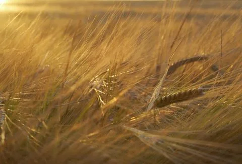 Golden rye Stock Photos