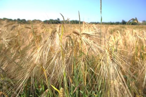Golden Rye Stock Photos