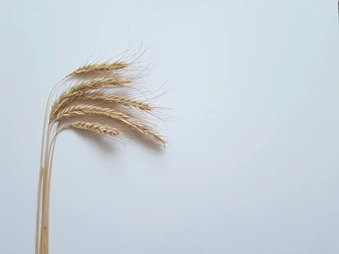 Golden rye on a white background. Background with copyspace Stock Photos