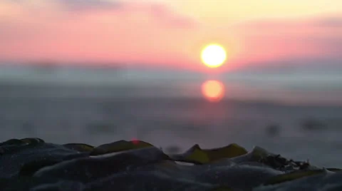 Golden sandy beach at sunset Stock Footage 64228842