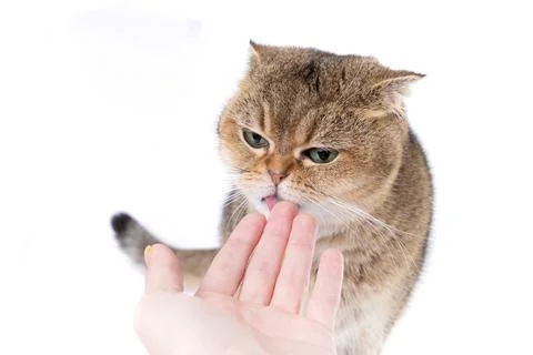 Golden Scottish Fold cat eats a treat from a package in the hand of a woman. Stock Photos