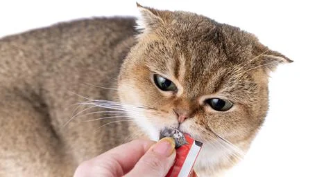 Golden Scottish Fold cat eats a treat from a package in the hand of a woman. Stock Photos