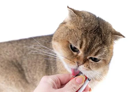 Golden Scottish Fold cat eats a treat from a package in the hand of a woman. Stock Photos