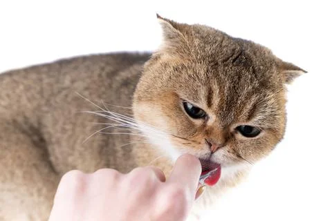 Golden Scottish Fold cat eats a treat from a package in the hand of a woman. Stock Photos