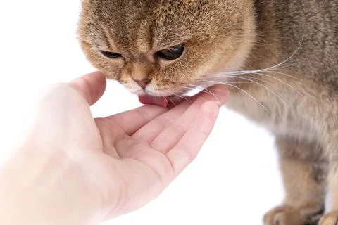 Golden Scottish Fold cat eats a treat from a package in the hand of a woman. Stock Photos