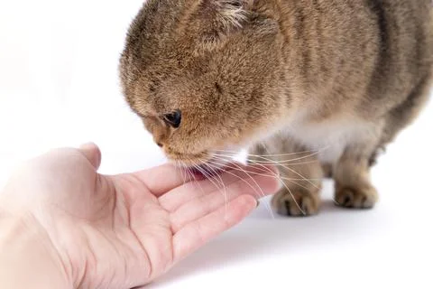 Golden Scottish Fold cat eats a treat from a package in the hand of a woman. Stock Photos