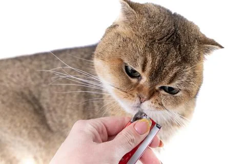 Golden Scottish Fold cat eats a treat from a package in the hand of a woman. Stock Photos